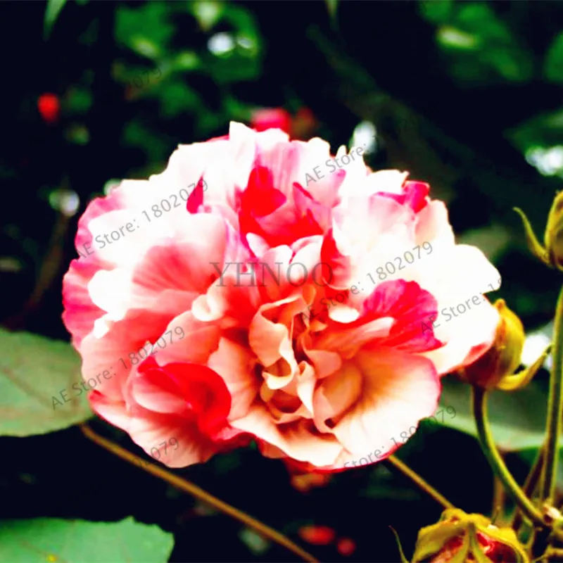50 шт./пакет смешанный цвет Гибискус mutabilis цветок flores обеденная тарелка Гибискус Многолетние цветы для украшения дома, карликовые деревья садовое насаждение - Цвет: 7