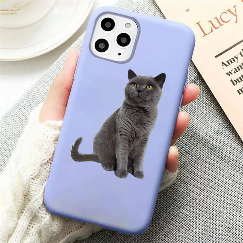 

Cute funny cat Phone Case Candy Color Violet for iPhone 11 12 pro XS MAX 8 7 6 6S Plus X SE 2020 XR