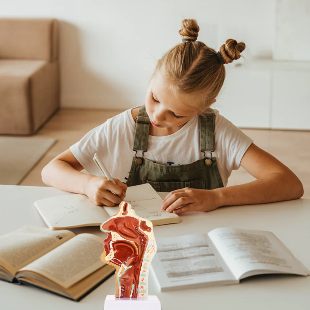 1 шт. модель носовой полости фармацевтическая для носа и горла обучающая модель| |