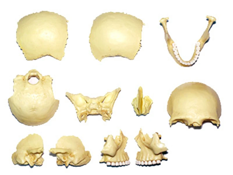 Оригинальная цветная кость 4d мастер головоломка сборка игрушка человеческое
