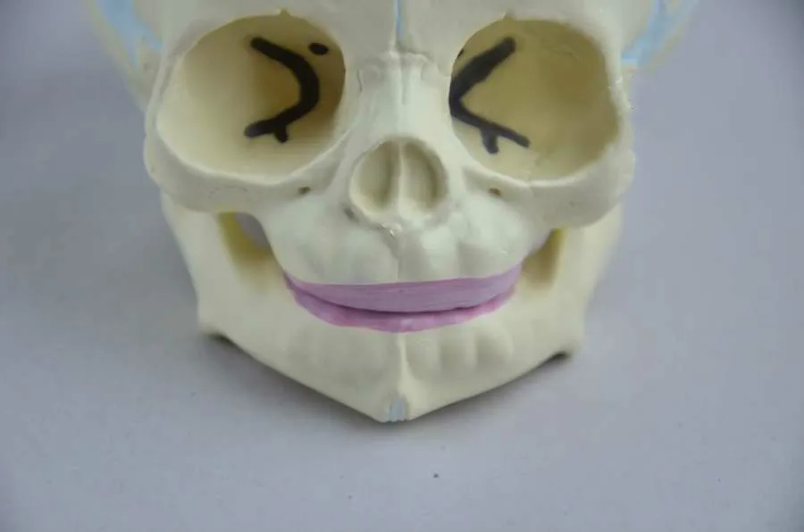 1:1 Human Fetal Baby Infant Medical Anatomical Skull Model for Art Sketch High Simulation Teaching Science | Канцтовары для офиса