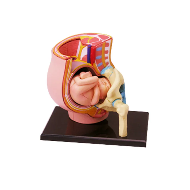 

HOTSALE ! Puzzle Creative Assembling Toys Anatomical Model Of Human Pregnancy Organs Medical Teaching DIY Props
