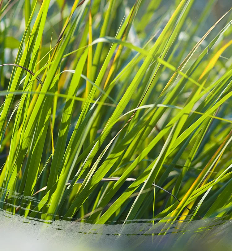 Лимон Трава ручной работы Индийские ароматические палочки запахи для дома 2/6