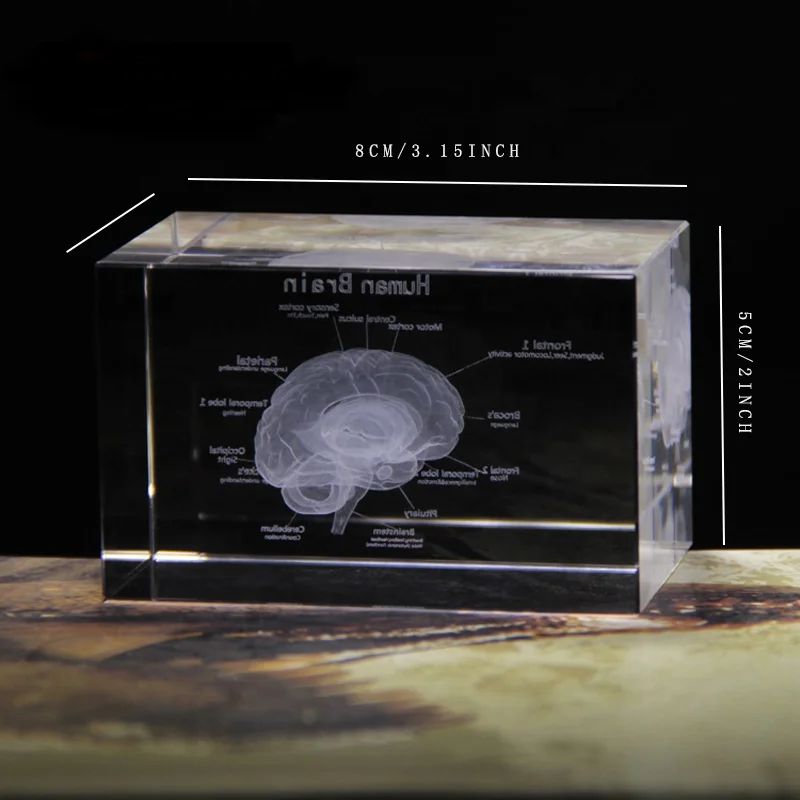 Лазерная модель мозга из кристалла