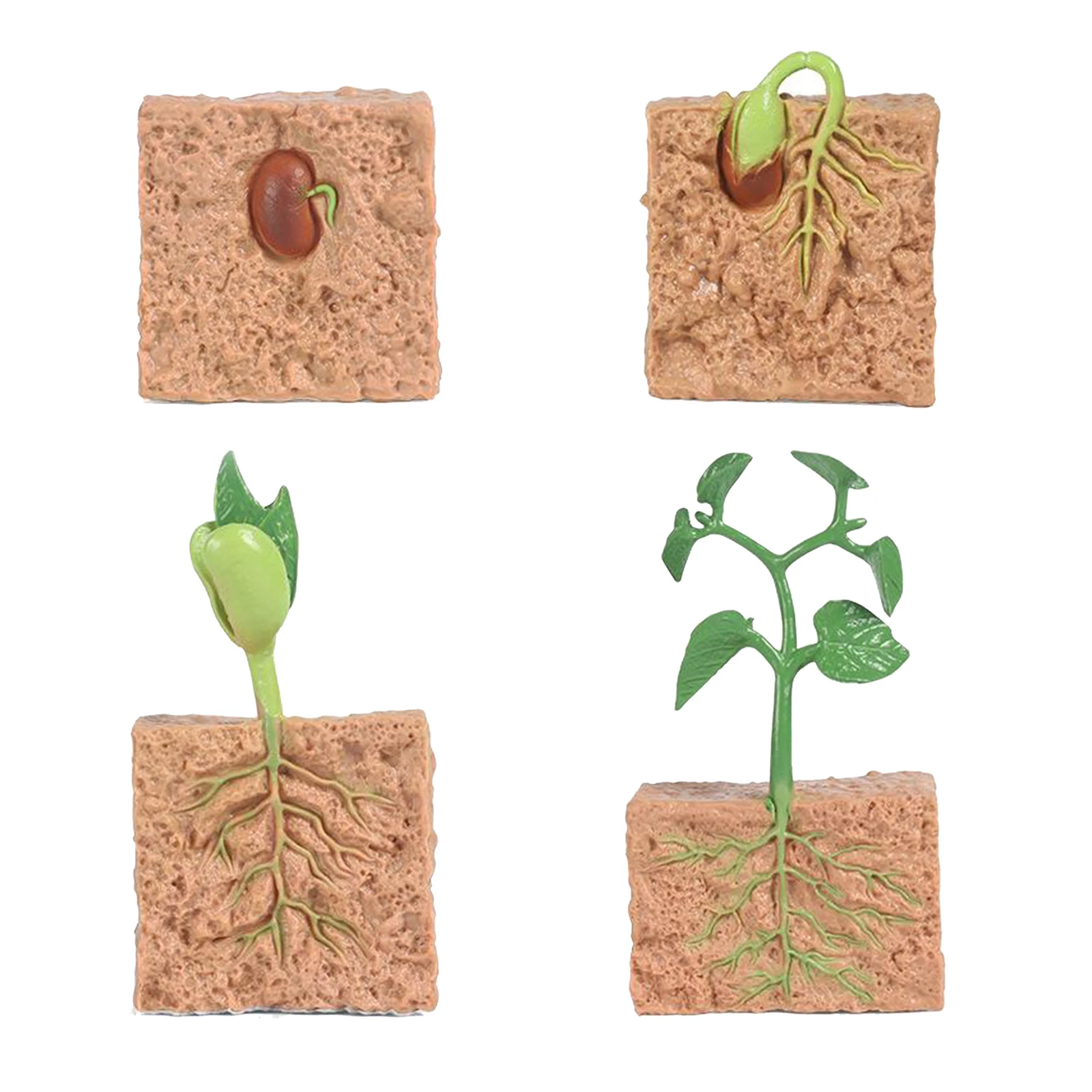 

Children Plant Soybean Seeds Growth Life Cycle Model Toys Biology