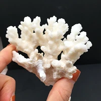 30 100g natural white coral fossil cluster crystal aquarium landscaping ornaments decorationum reef specimen home decor gift