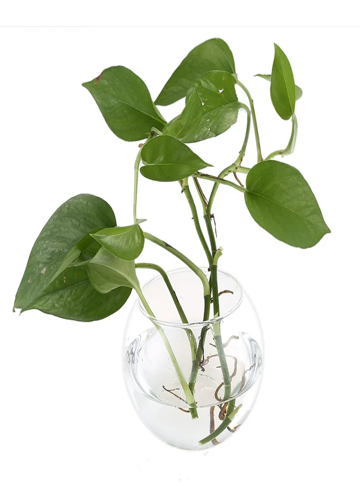 

LBER Transparent Glass Vase Wall Hanging Hydroponic Terrarium Fish Tanks Potted Plant Flower pot Dia 8/10CM