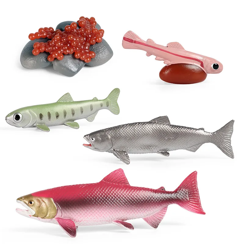 

Ocean Marine Animals Simulation Sea Life Salmon Growth Cycle Model Action Figures Miniature Education Cognitive Kids Toy