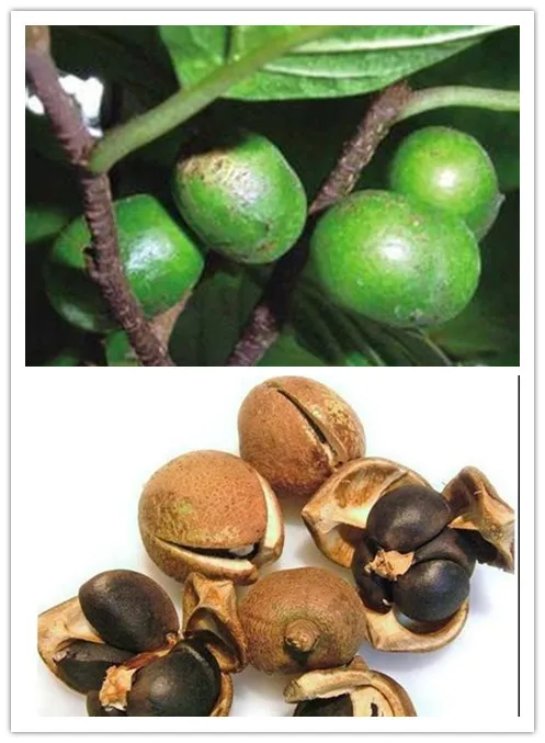 

Pygeum extract eliminates inflammation, protection, anti-inflammatory and anti-edema activity. African Pygeum extract 2.5%