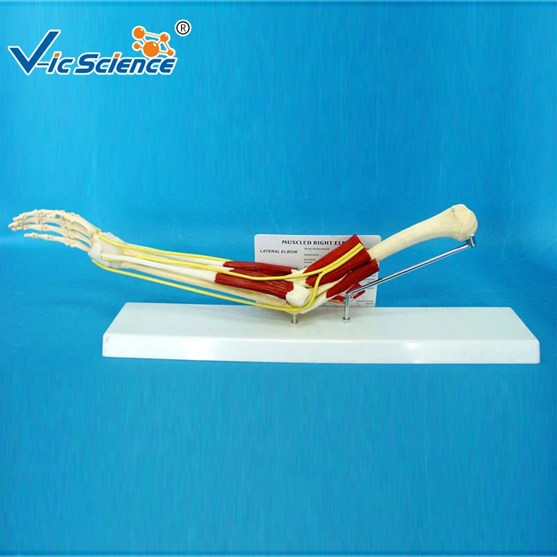 Elbow joint with muscle model