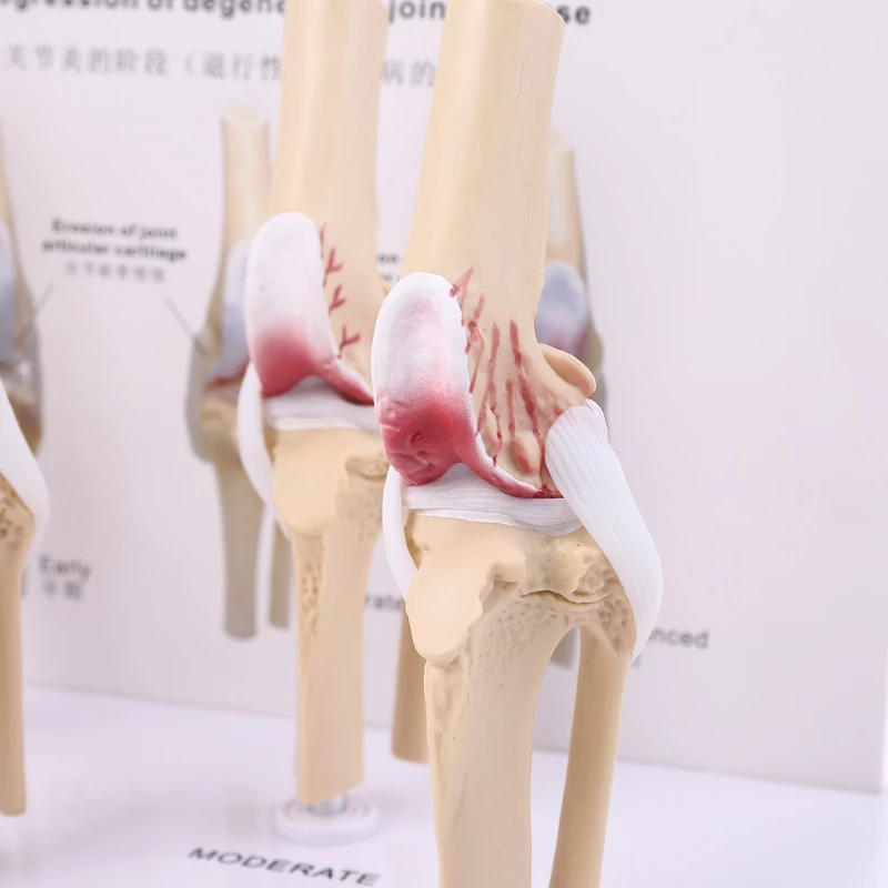 

Animal Dog Canine Knee Joint Model Skeleton Veterinary Teaching Research Display