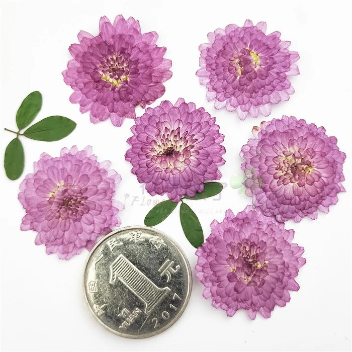 Натуральные прессованные цветы 24 шт. настоящие сушеные хризантемы для