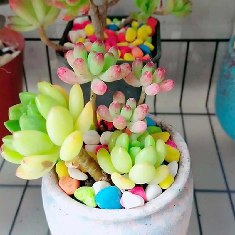 Цветочный горшок 100 г декоративный красочный камень украшение для садоводства