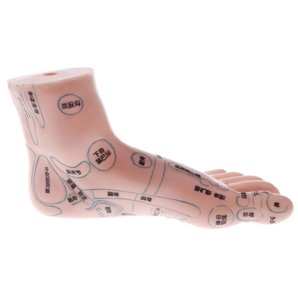

Traditional Acupuncture Feet Model W/Acupoint Anatomy Toy Educative