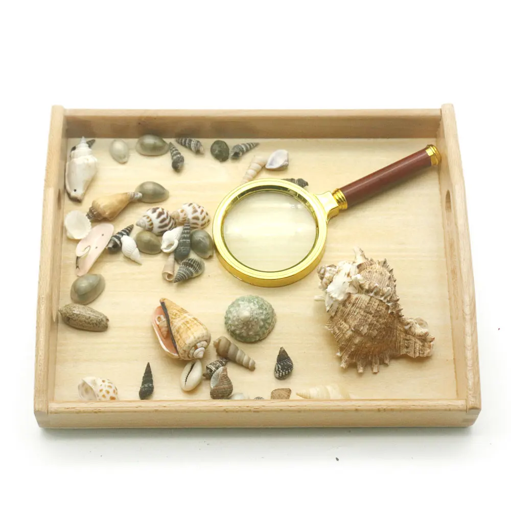 Материал Монтессори сенсорная раковина и листья для наблюдения по Обучающие