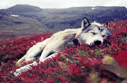 

Wolf Laying On Flowery Tundra Metal Sign Novelty Man Cave Home Wall Decoration 12X16 inch