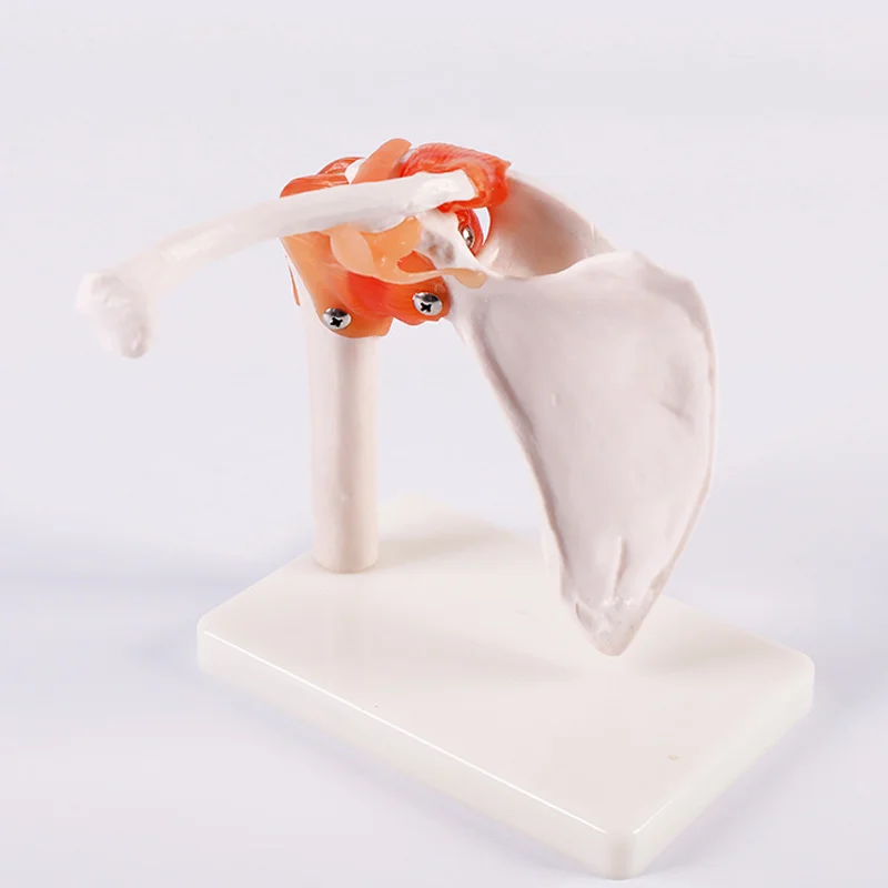 Срок службы Размеры плечевого сустава модель с связями симулятор студент медик