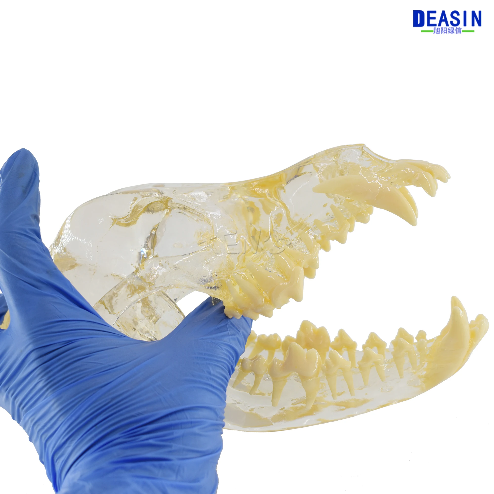 Модель зубов для собак 2017 Череп кость прозрачный раствор строгальный обучающий