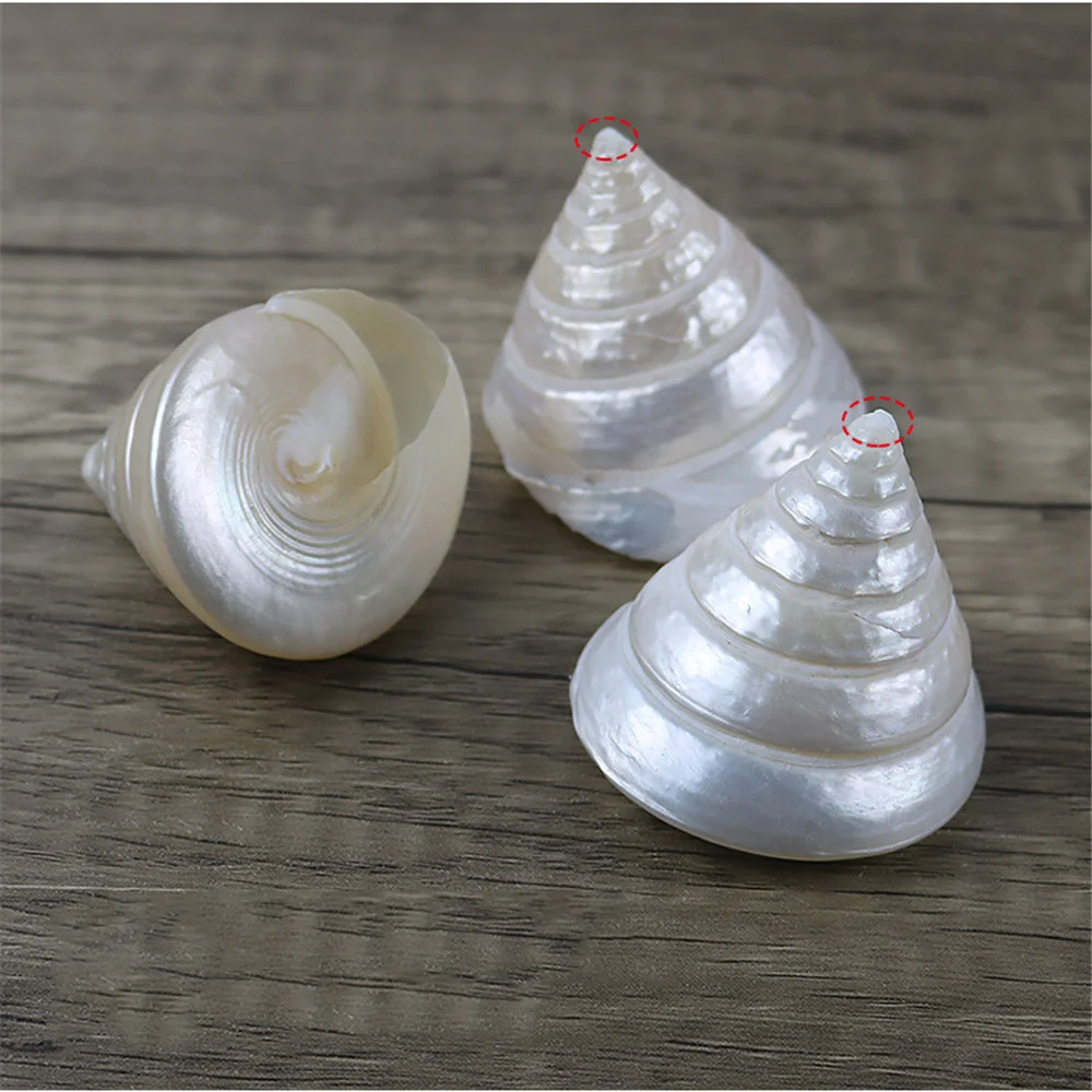 

1PC 5-6CM Luminous Tower Conch Natural Pearl Shell Fish Tank Landscape Aquarium Decoration Pocket Specimen Ornaments