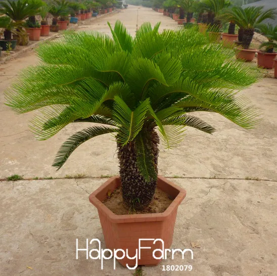 Лидер продаж! Cycas завод бонсай цветочные растения в горшках для DIY домашний сад предметы домашнего обихода 50 шт./лот Cycas flores,#3VAYJ4