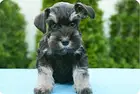 Металлический постер игрушечная собака породы шнауцер, винтажная Жестяная Табличка, Настенный декор, 12x8 дюймов