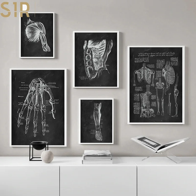 

Human Anatomy Artwork Medical Wall Picture Muscle Skeleton Vintage Poster Nordic Canvas Print Education Painting Modern Decor