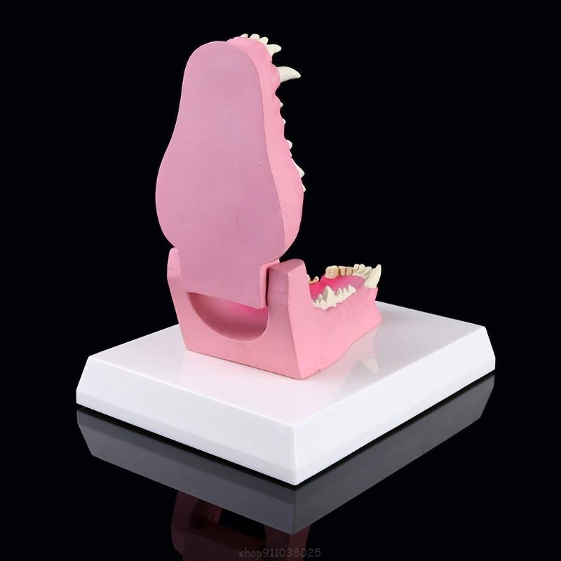

Dog Tooth Anatomy Model Canine Veterinary Animal Skeleton Veterinary Teaching Anatomy Ja21 21 Dropship