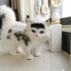 Изображение товара 5