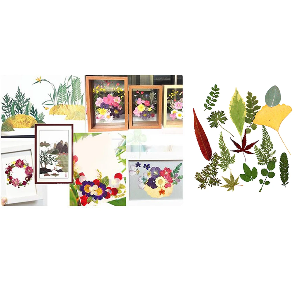 15 шт. натуральный прессованный высушенный цветок листья папоротника для DIY