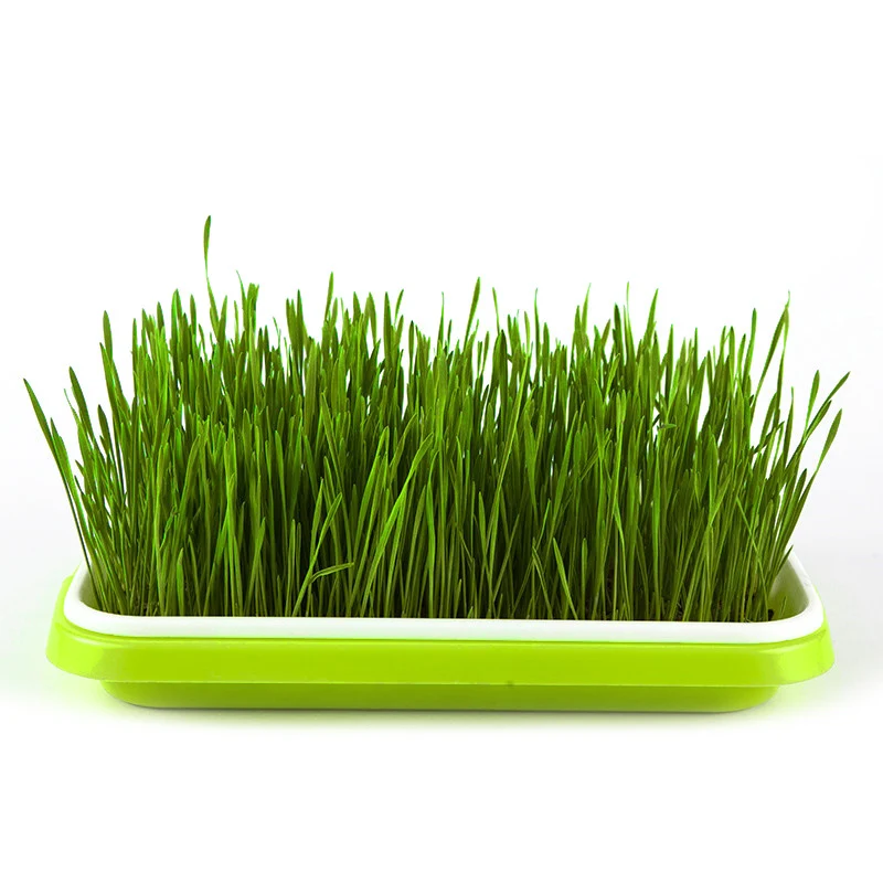 Пластиковый поднос для рассады двухслойный лоток выращивания бобов гидропонная