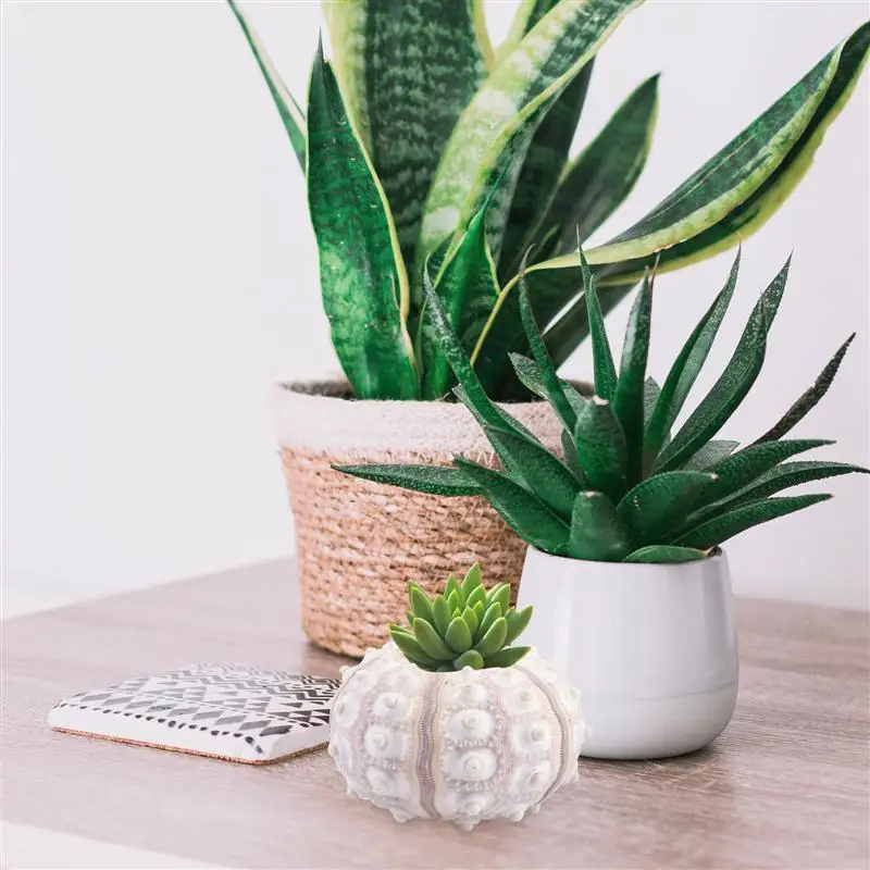 

4Pcs Creative Sea Urchin Ornaments Tillandsia Cultivation Containers DIY Planting Pots For Home Shop Office Containers