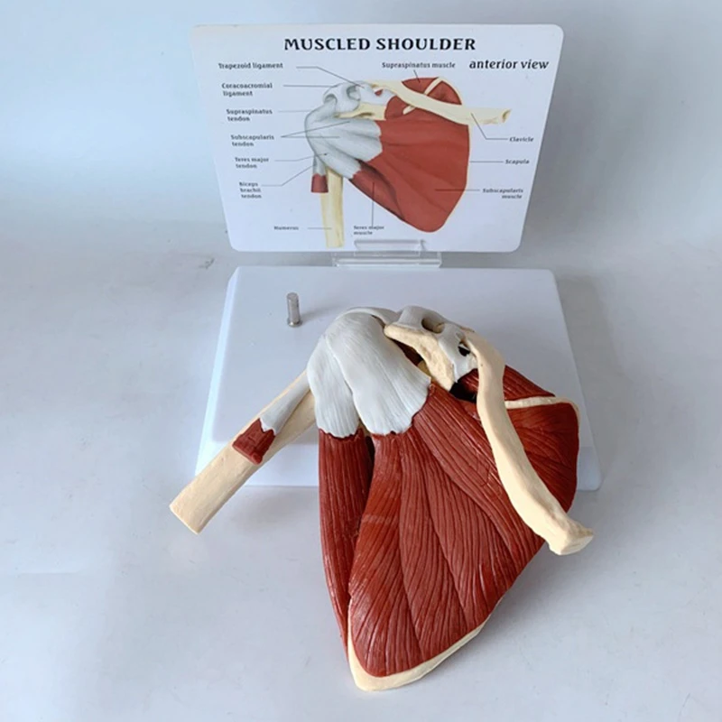 Человеческий скелет плечевой лопатка ключица модель мышц для суставов