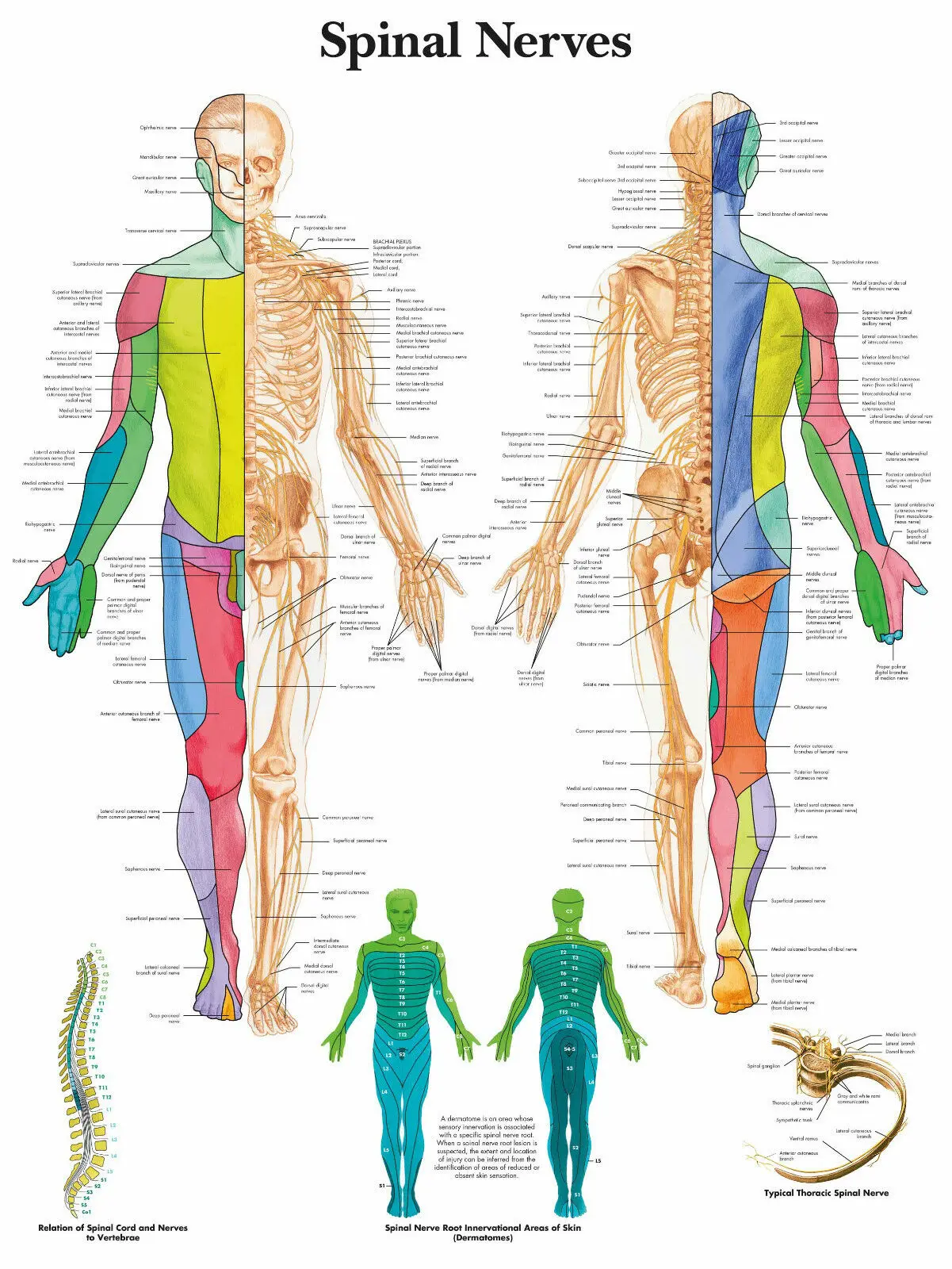 

Spinal Nerves Picture Art print Silk poster Home Wall Decor