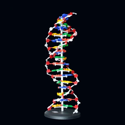ДНК структура модель 60 см старшая школа Базовая пара |