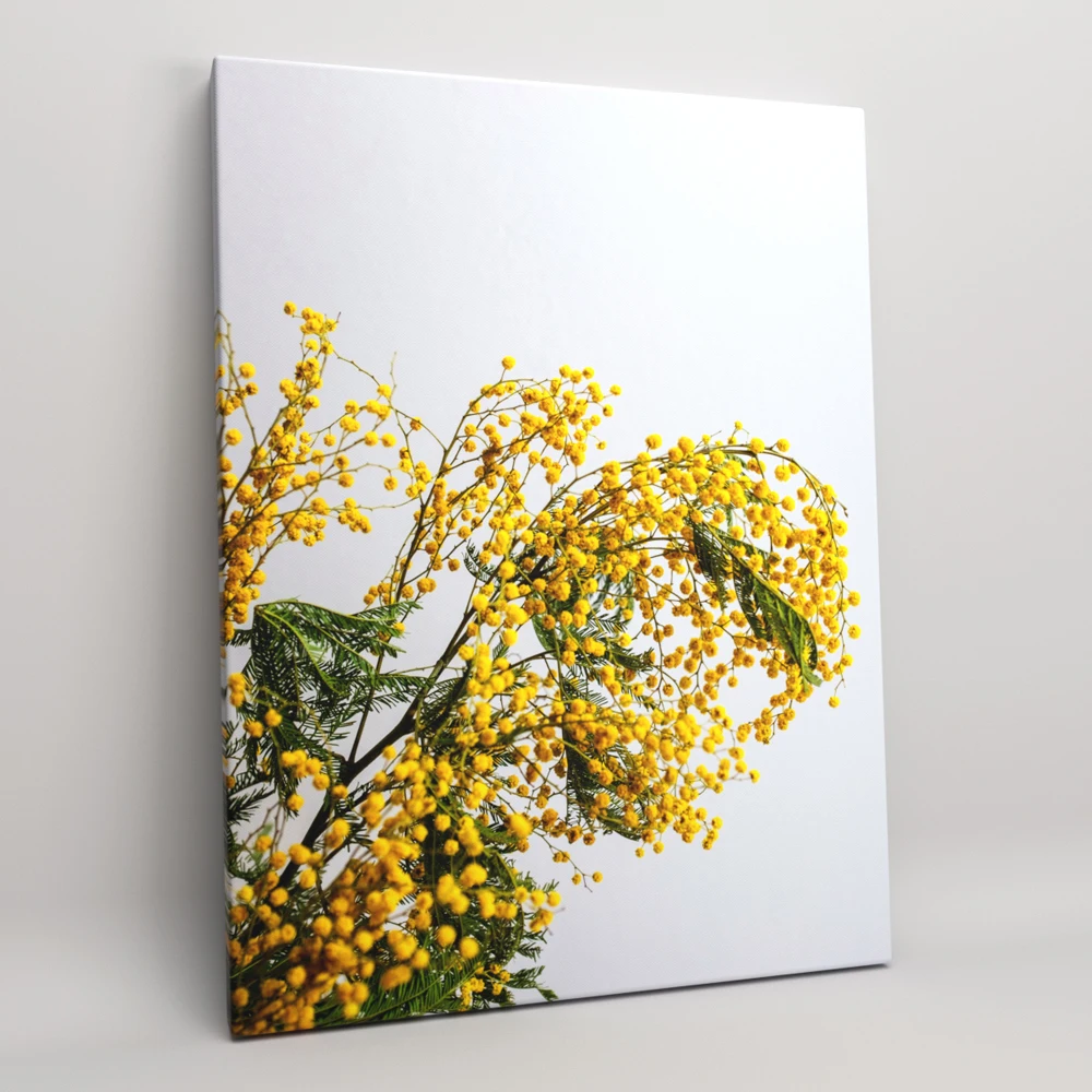Постер на холсте декор для дома картина интерьера &quotМимоза&quot растения