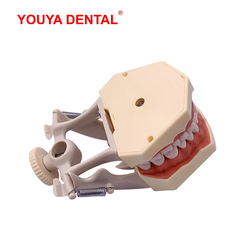 Стандартная модель зубных челюстей со съемными зубьями для обучения технику