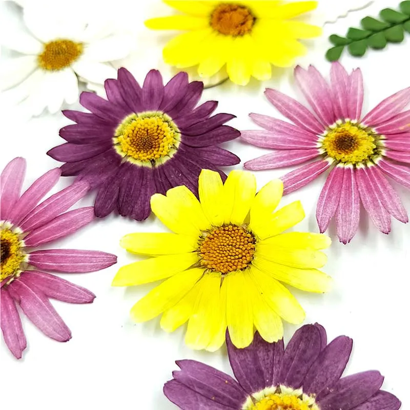 Высушенные цветы Маргариты 2022 года искусство для праздничного украшения