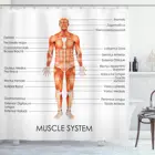 Занавеска для душа, Анатомия человека, водонепроницаемая Мышечная система, диаграмма человеческого тела, биологические элементы, занавеска для ванны