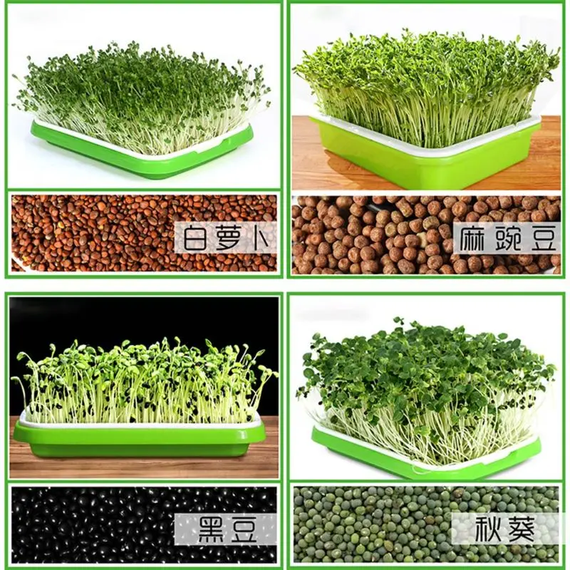 

Seed Sprouter Tray BPA Free PP Soil-Free Large Capacity Healthy Wheatgrass Grower with Cover Seedling Sprout Plate Hydroponic