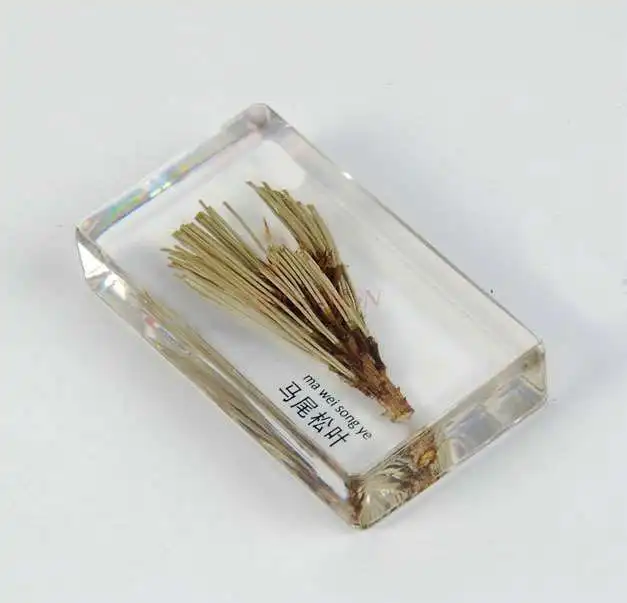 

Листья Pinus massoniana, твердый прозрачный искусственный янтарь, долговременное сохранение растений, обучение образцам в форме иглы