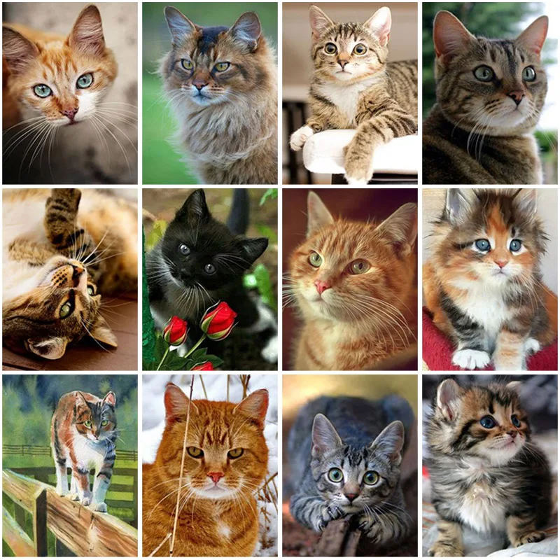 

DIY Cat 5D Diamond Painting Full Square Drill Animal Cat Diamond Embroidery Cross Stitch Mosaic Kit Wall Art Gift Home Decor