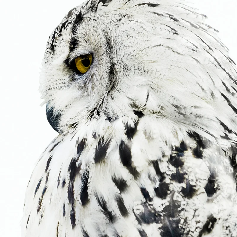 Скандинавские Животные Сова Реалистичная картина холст Художественная печать