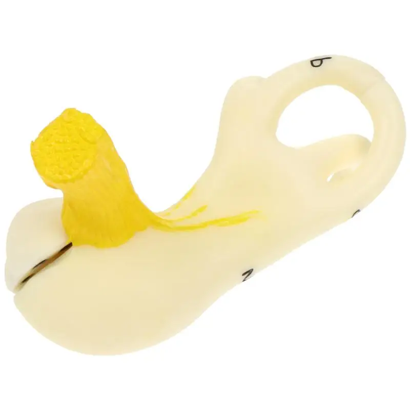 

Human Ear Canal Structure Anatomy Model Teaching Aid Medical Teaching Supply