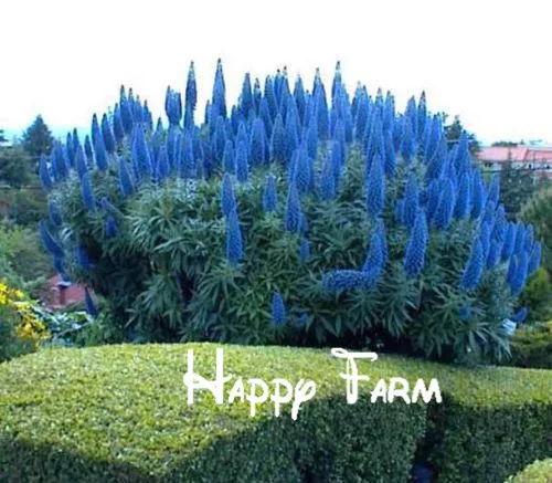 Цветок бонсай Echium Fastuosum-гордость растения Мадейра! Большой пакет для дома и сада-200 шт./пакет
