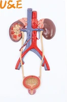 human anatomy bladder catheterization renal urinary system model kidney model arteriovenous model medical teaching