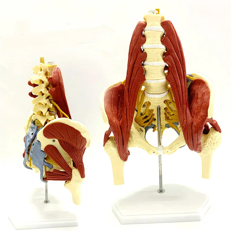 

1:1 lumbar vertebrae with vital muscles Pelvic muscle model Vertebrae, pelvis, spine, skeleton protrusion of intervertebral disc