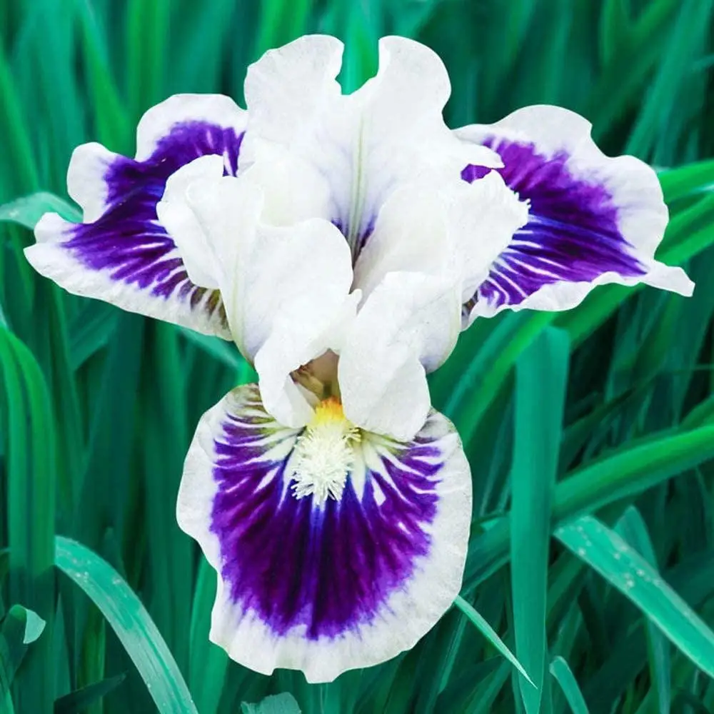 

8 Iris Bulbs Potted Greening Plants Rare Growing Species Nature Fragrant Impressive, White Blue, Garden Outdoor Flowe Natura