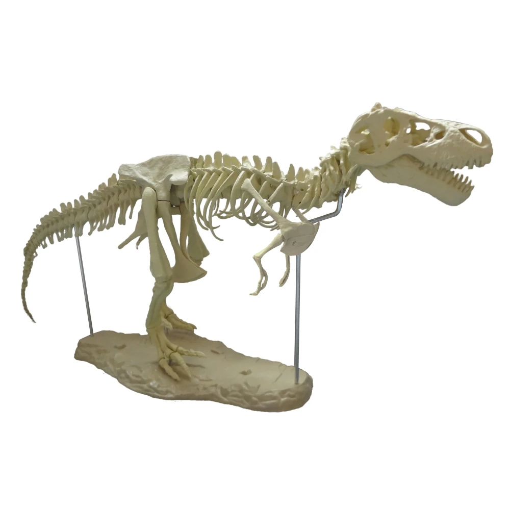 

4D Animal Model Toys Simulation Large Dinosaur Fossil Tyrannosaurus Assemble The Skeleton Stitching Toys