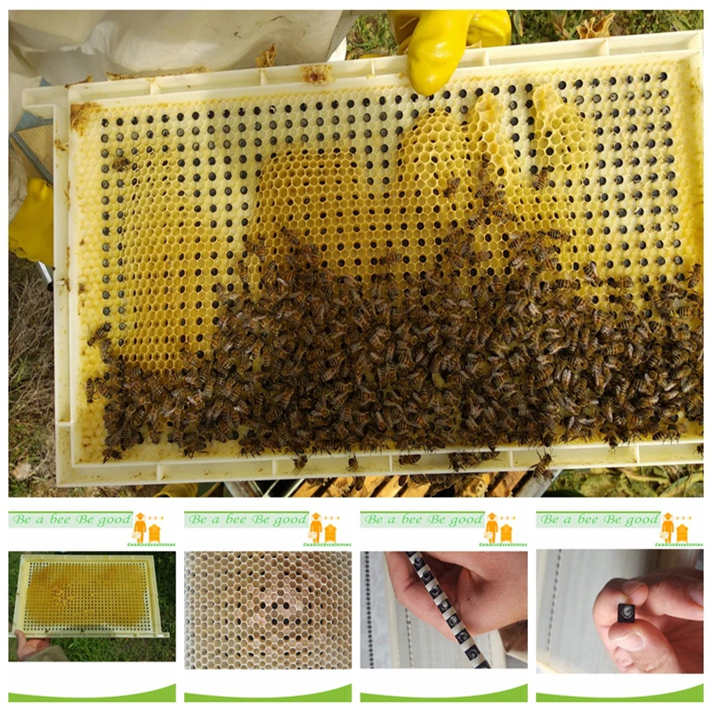 One Complete CQR-3C Queen Rearing System for Queen Rearing And Royal Jelly Producing, New Design Beekeeping Tool