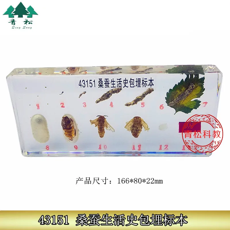 Life History of Silkworm Embedded Specimen Teaching Biology Specimen In Primary and Secondary Schools
Life History of Silkworm Embedded Specimen Teaching Biology Specimen In Primary and Secondary Schools